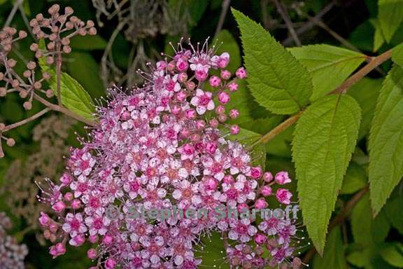 spirea japonica 2 graphic